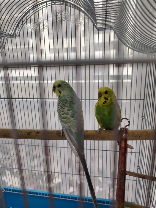 Vind papagali perusi pereche cu tot cu cușcă și accesoriii