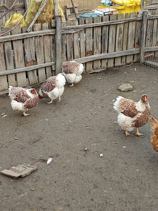 Ou pt incubat wyandotte