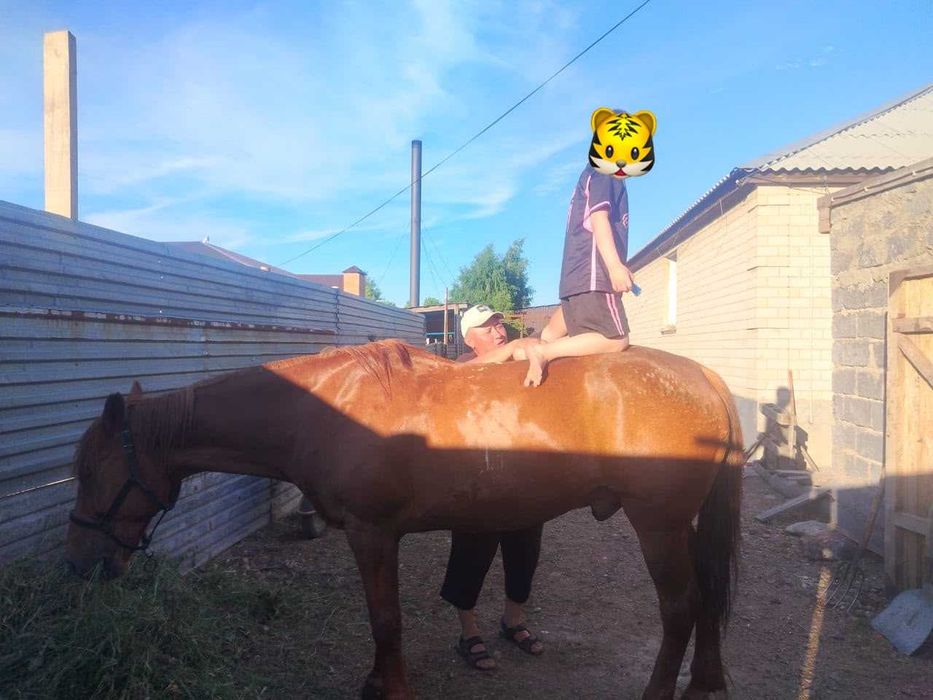 Продам лошадь (мерин)