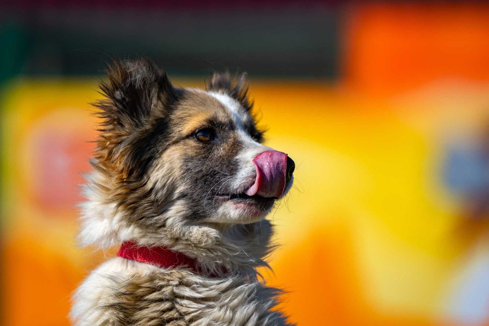 Собака (3 года) в добрые руки