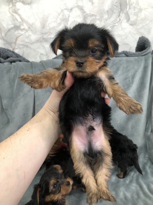 Продажа мини Йорк мальчики