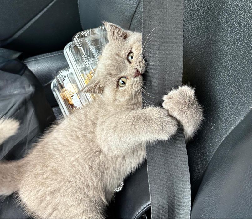 Pisic British Shorthaire