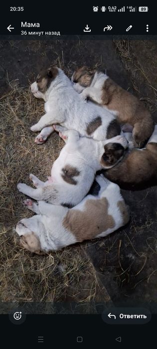 Продам щенят , алабаев