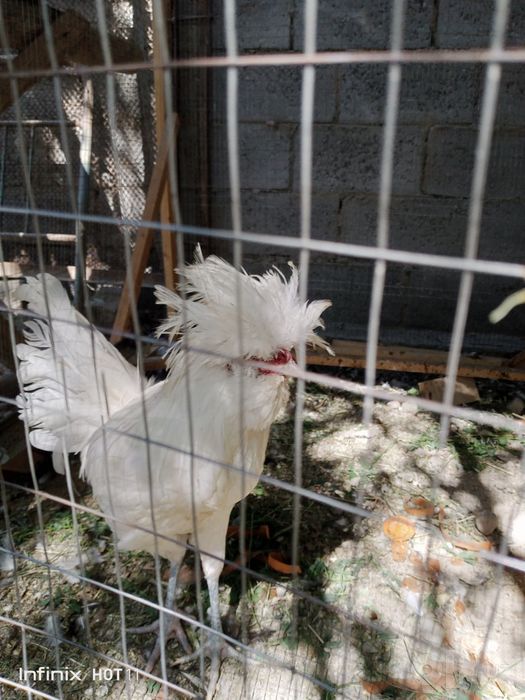 Paduvan oq xöroz va tovuqlari sotiladi