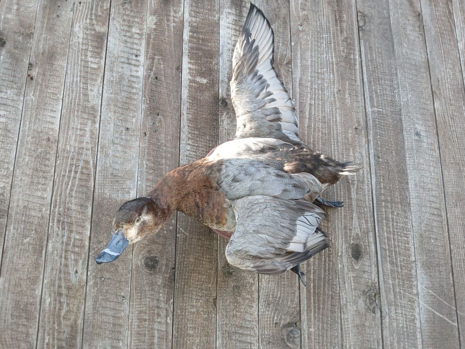 Препарирани птици