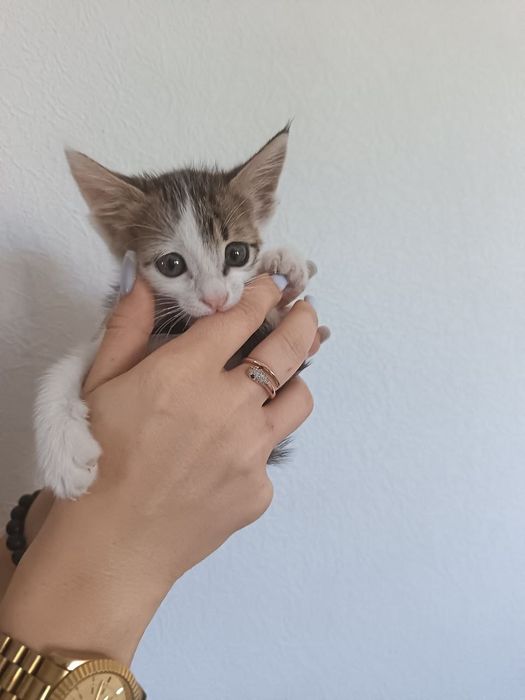 Отдам котёнка в хорошие руки