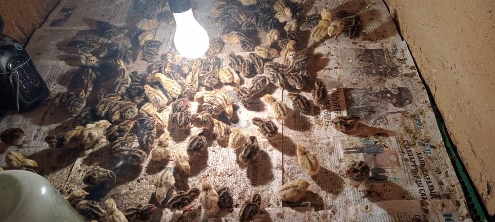 Үш күндік ПЕРЕПЕЛА