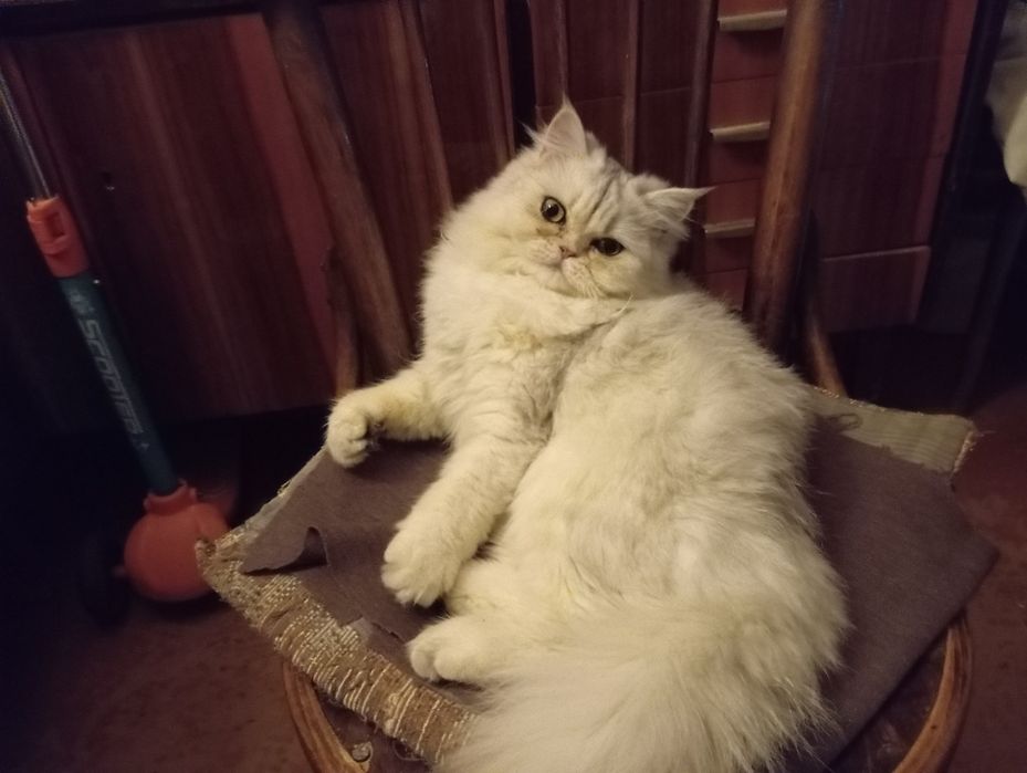 срочно продам скоттиш страйт девчока шиншилла