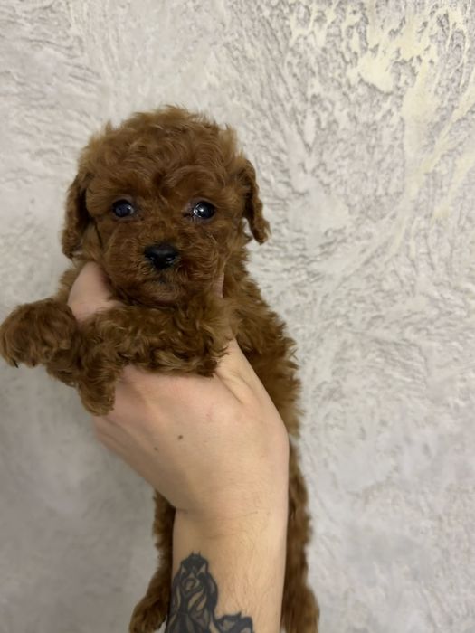 Пудел Teacup момиче