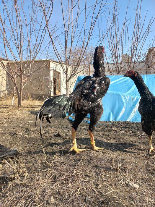 O shamo tuxumlari/Shamo xo'roz mokion tuxumi