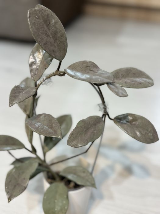 В ассортименте хойи