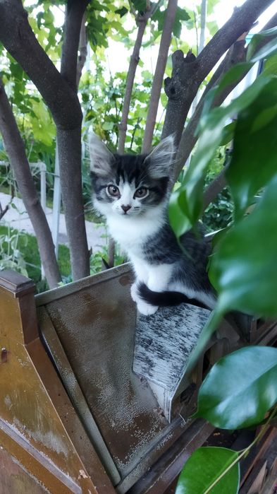 Кошечка в добрые руки