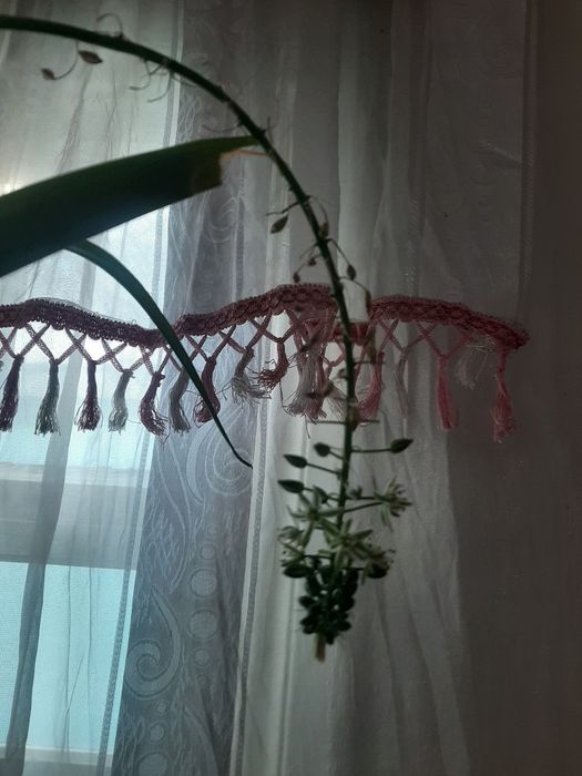 Индийский лук лечебный