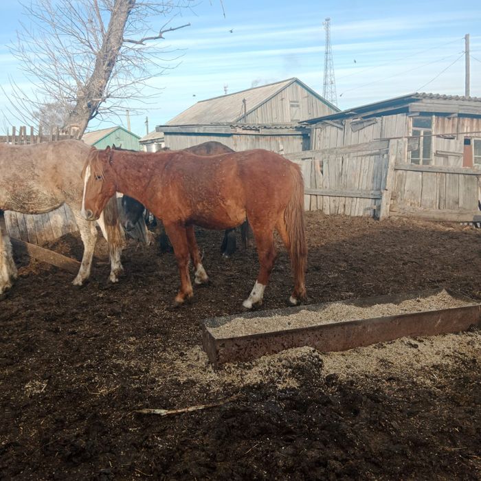 Продам Лошодей с откорма