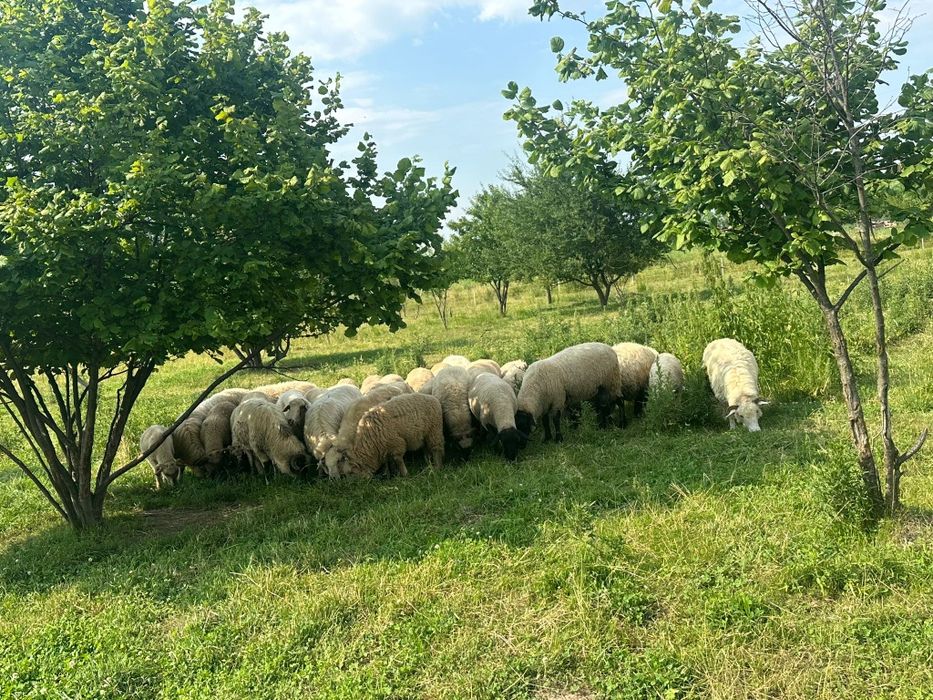 Vând oi și miei !