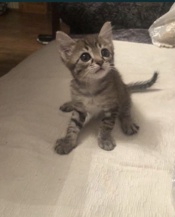 Отдам котят в добрые руки