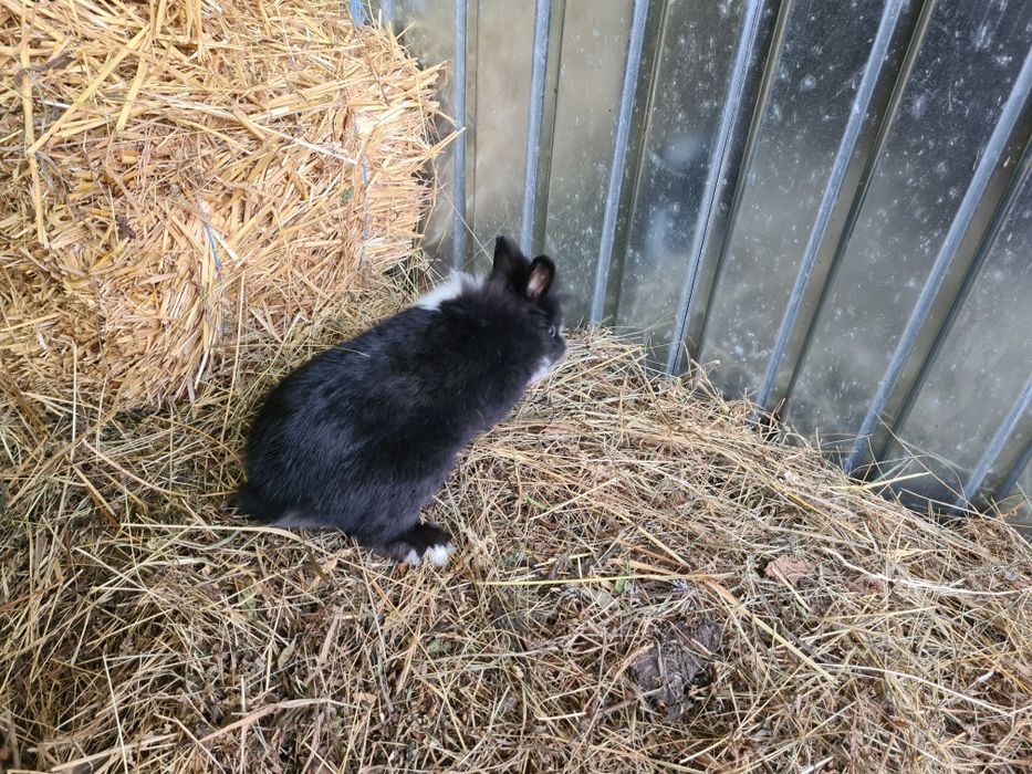 Mascul iepure Cap de Leu