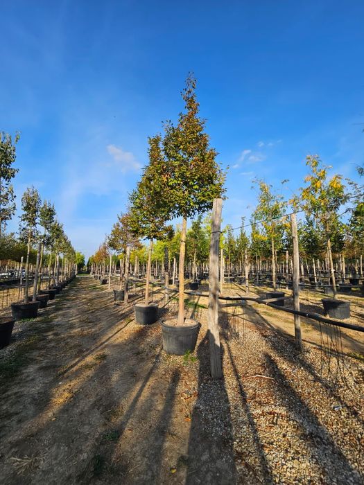 Tei Platan Frasin catalpa mesteacăn salcâm