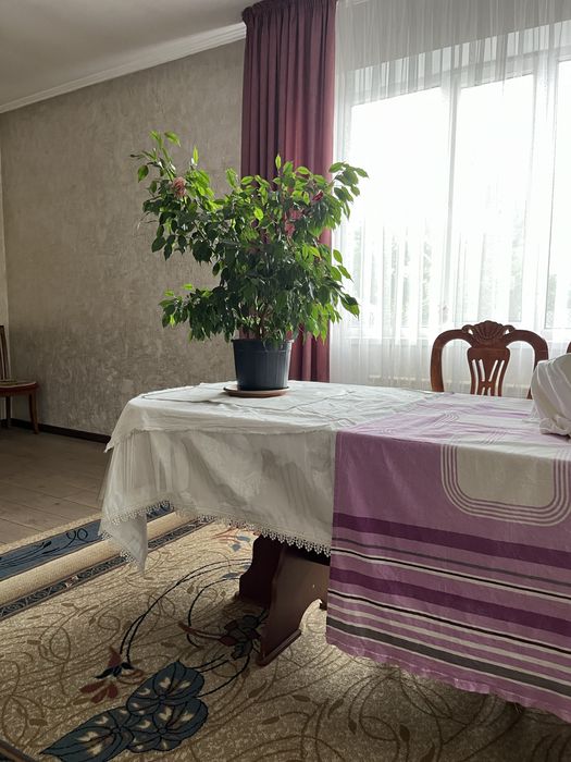 Лечебное комнатное растения алое