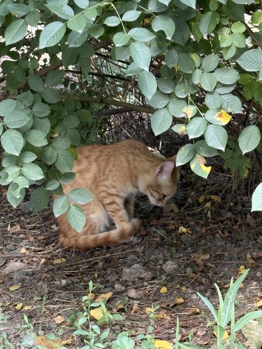 Рыжий котик ищет семью
