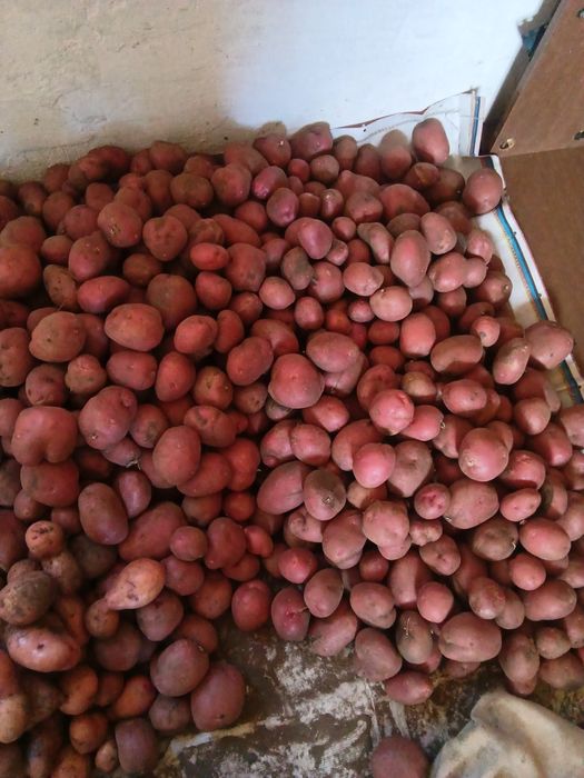 Дачный кортофель