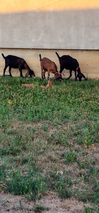 3 ieduțe  anglo nubiene