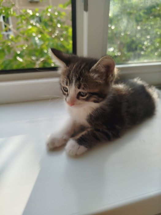 Котёнок в добрые руки