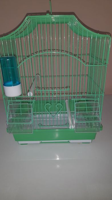 Выставочный волнистый попугай