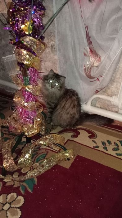 Котята сибирской кошки