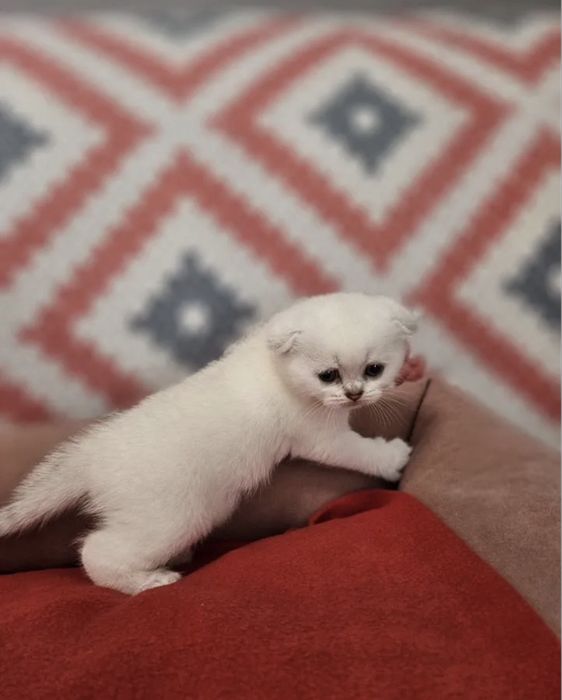 Шотланский вислоухий котенок