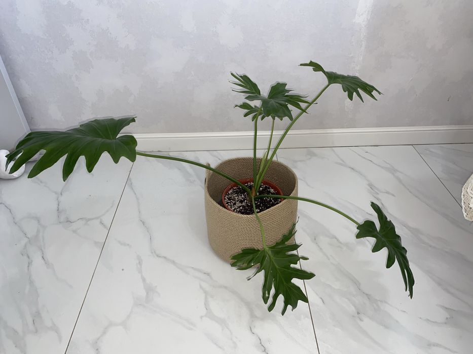 филодендрон село эксклюзив адаптированый