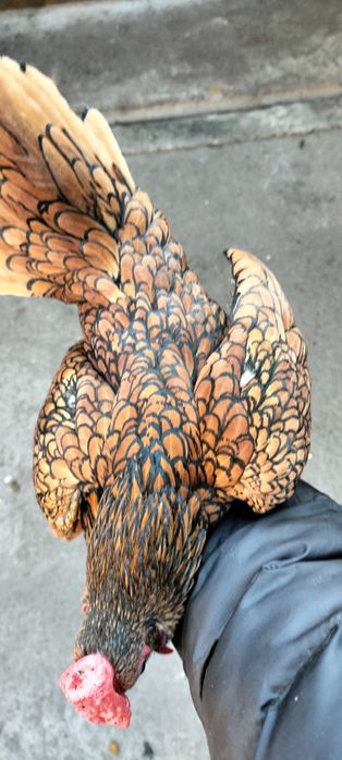 Zaltoy seberak xoʻroz sotiladi