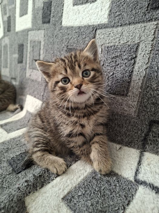 Британские котята