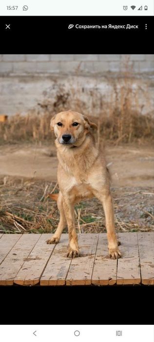 ПорОдиСтыЕ соБаЧки в приюте