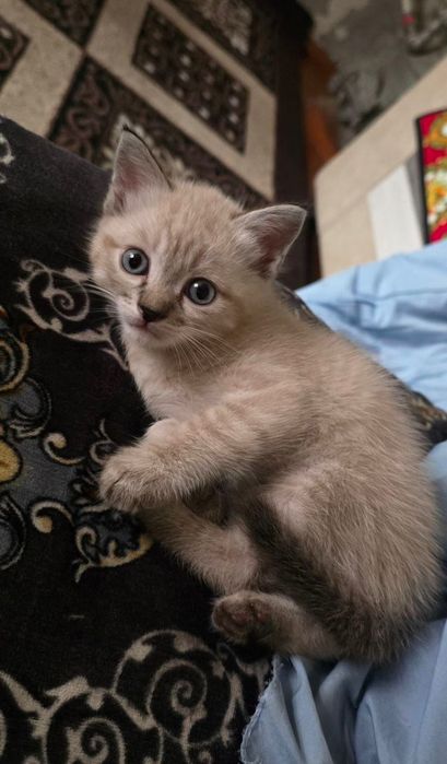 Продается сиамская котёнок