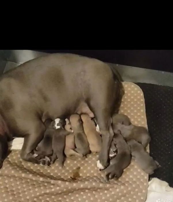 В продаже Американский булли