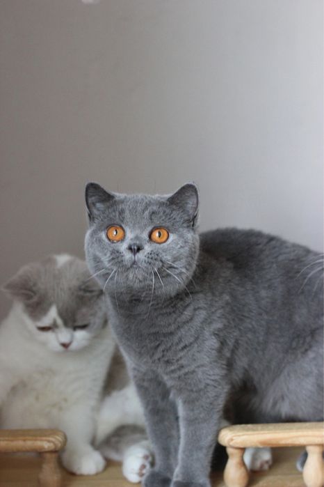Британская кошечка, британский котенок