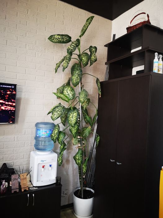 Цветок диффенбахия