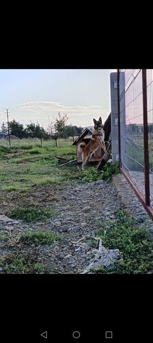 Donam cățelușul familiei