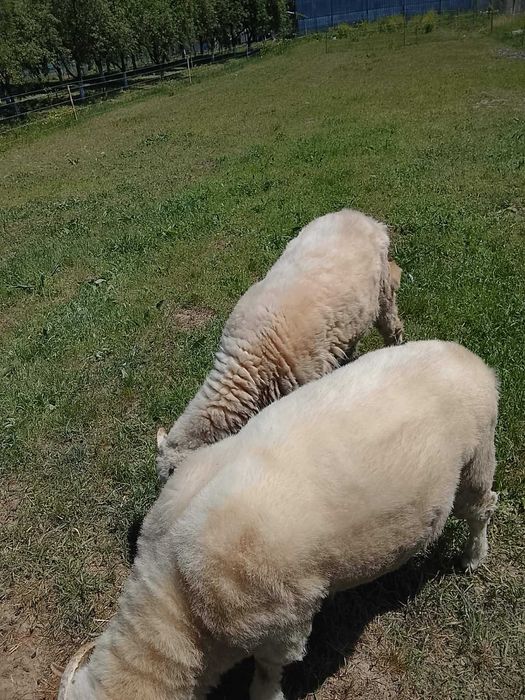De vânzare berbecuț și mieluță, ambii în vârstă de 1 an.  0771136744