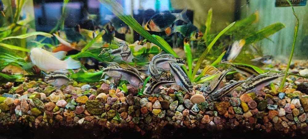 Пельвикахромисы рыбки