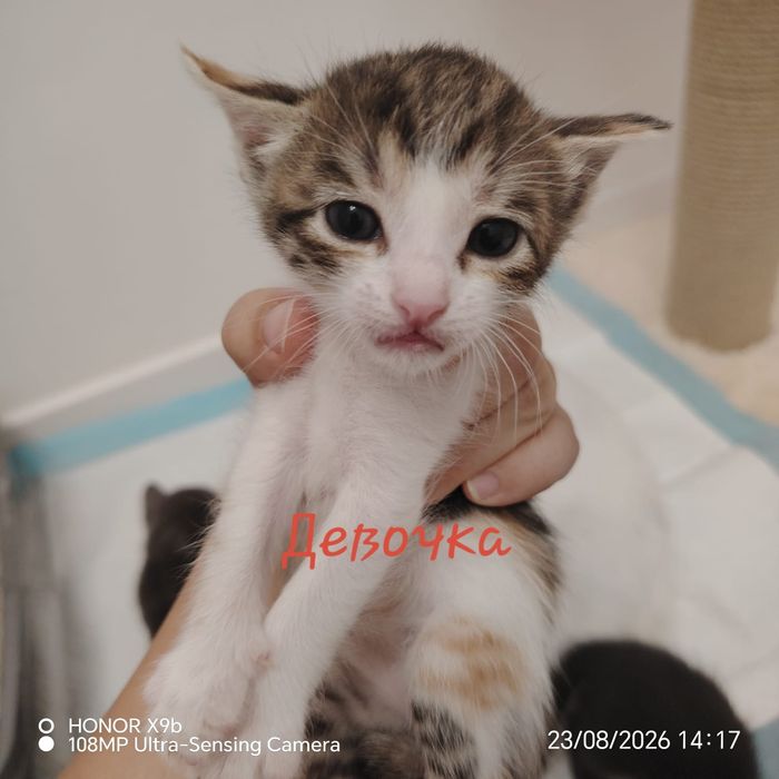 Котята      Марғау