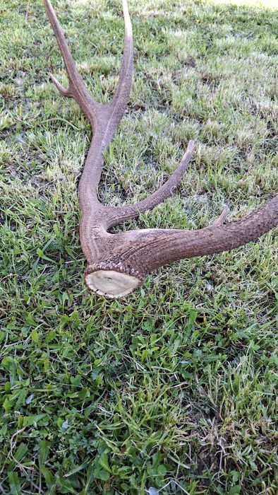 Еленски рог единичен 90см