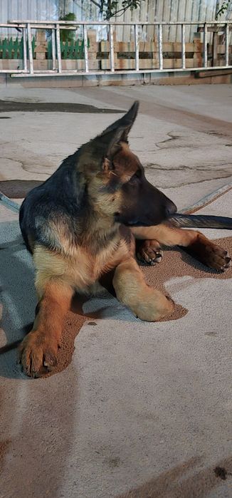 Срочно Щенок немецкой овчарки