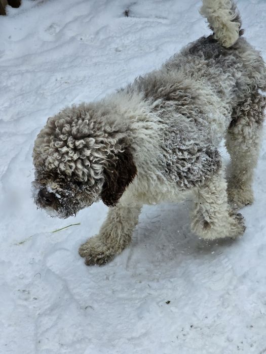 Vand caine Lagotto Romagnolo rasa pura