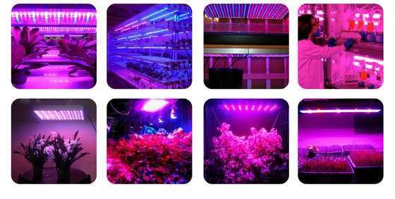 Фито лампа  300 диодов.