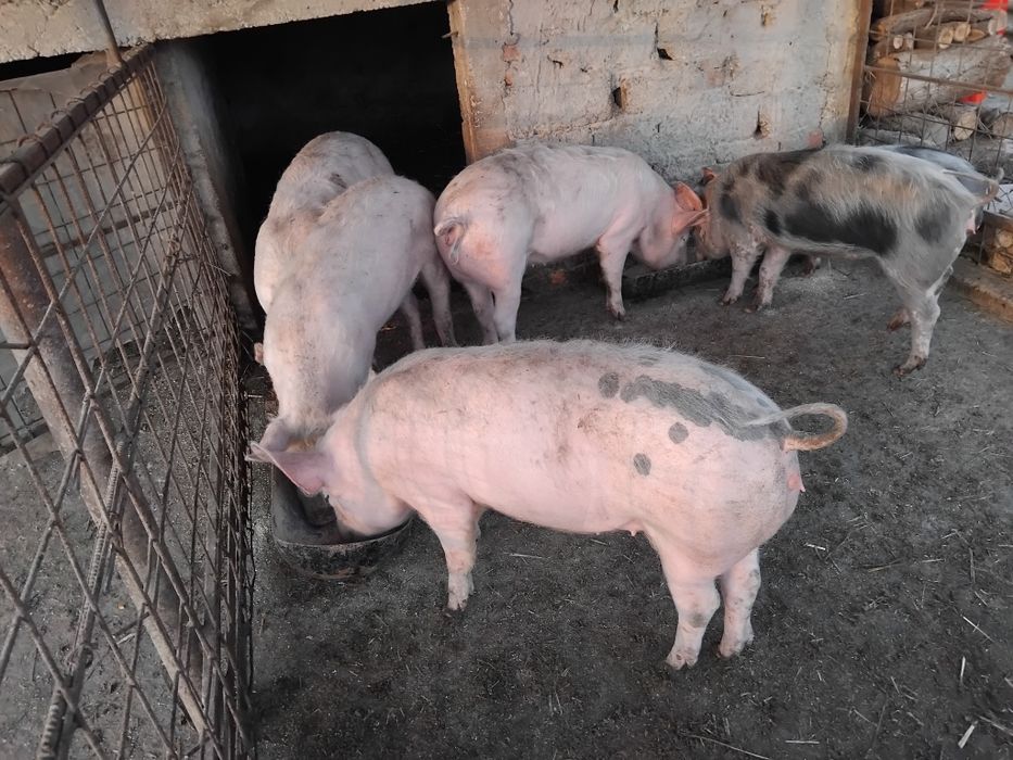 Nuci de vanzare si miel