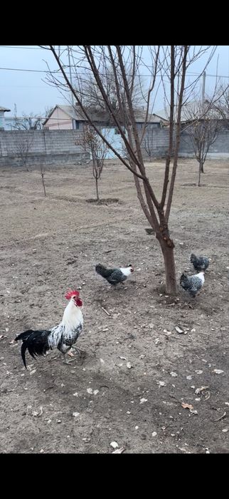 Брекел қоразы сатылады