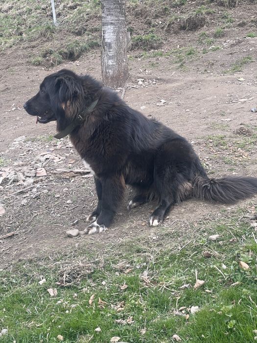 Catea ciobanesc corb