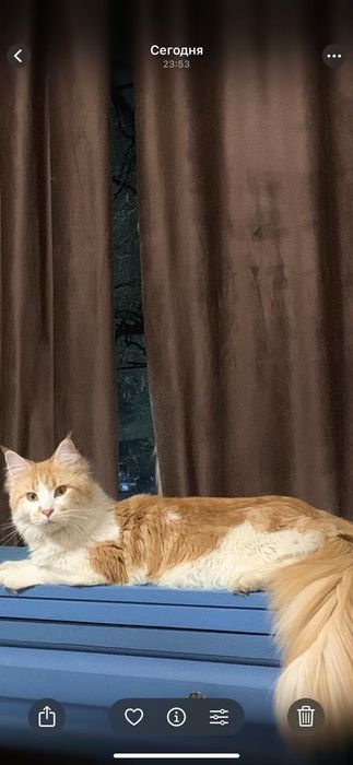 Девочка мейнкун с родословной